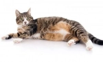 Těhotenství cat